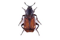 Silphidae sp.