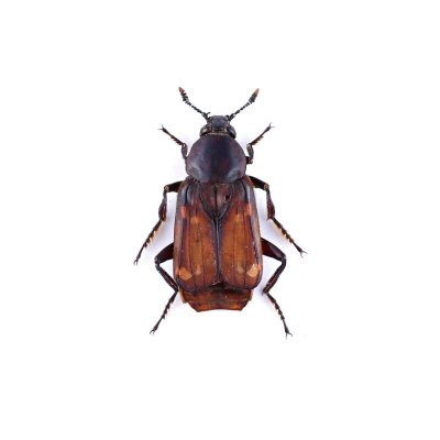 画像1: Silphidae sp.