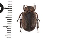 Omorgus sp.