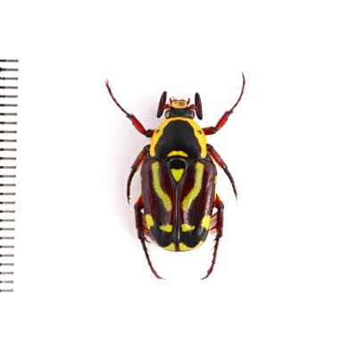 画像2: Chlorobapta frontalis