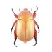 画像1: Anoplognathus sp. (1)