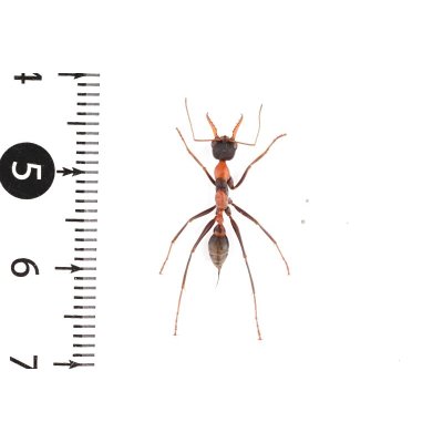 画像2: Myrmecia nigrocincta