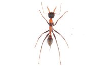 Myrmecia nigrocincta