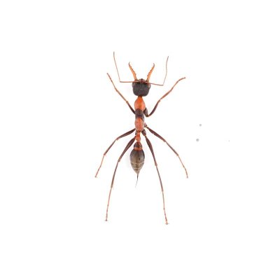 画像1: Myrmecia nigrocincta