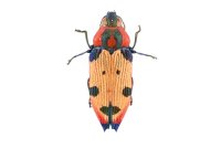 Castiarina mustelamajor