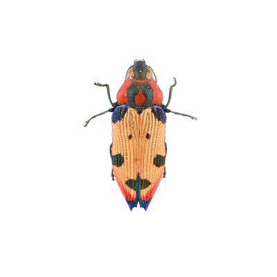 画像1: Castiarina mustelamajor