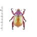 画像2: Anoplognathus sp. (2)