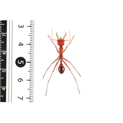 画像2: Myrmecia gulosa