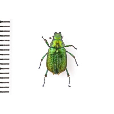 画像2: Diphucephala sp.