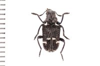 Cleridae sp