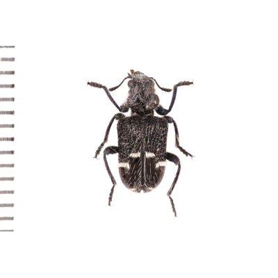 画像1: Cleridae sp