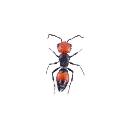 画像1: Mutillidae sp.