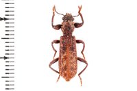 Cleridae sp