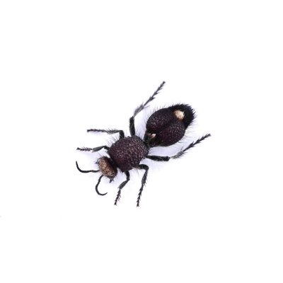 画像2: Mutillidae sp.