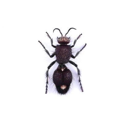 画像1: Mutillidae sp.