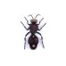 画像1: Mutillidae sp. (1)