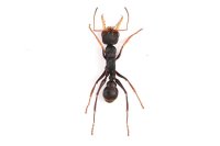 Myrmecia pilosula