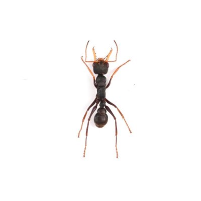 画像1: Myrmecia pilosula