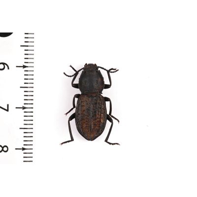 画像2: Tenebrionidae sp.