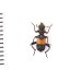 画像2: Cleridae sp (2)