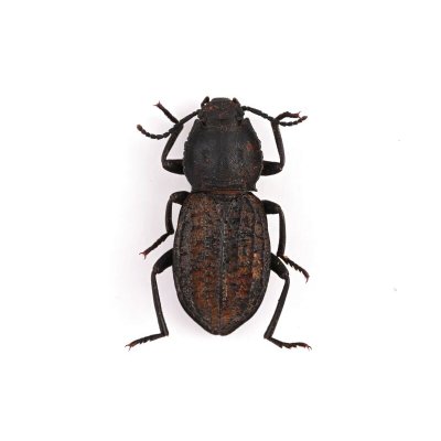 画像1: Tenebrionidae sp.