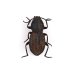 画像1: Tenebrionidae sp. (1)