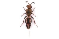 Mutillidae sp.