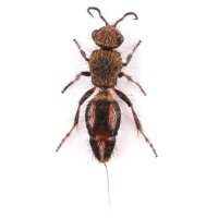 Mutillidae sp.