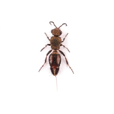 画像1: Mutillidae sp.