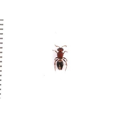 画像2: Mutillidae sp.