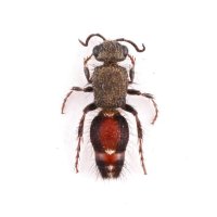 Mutillidae sp.