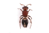 Mutillidae sp.