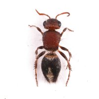 Mutillidae sp.