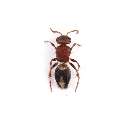 画像1: Mutillidae sp.