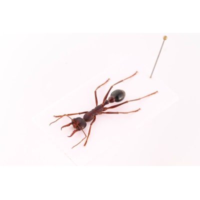 画像2: Myrmecia pyriformis