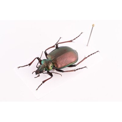 画像2: Calosoma schayeri