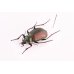 画像2: Calosoma schayeri (2)