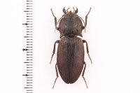 Aphileus lucanoides