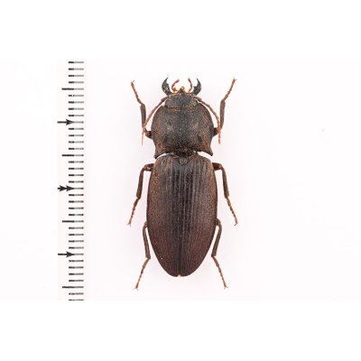 画像1: Aphileus lucanoides