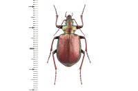 Calosoma schayeri