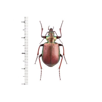 画像1: Calosoma schayeri