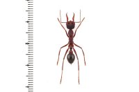 Myrmecia pyriformis