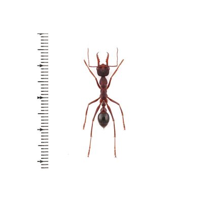 画像1: Myrmecia pyriformis