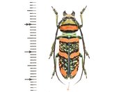 Anatragus pulchellus