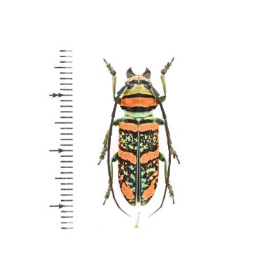 画像1: Anatragus pulchellus