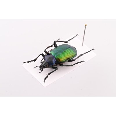 画像2: Calosoma sycophanta