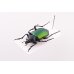 画像2: Calosoma sycophanta (2)