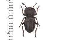 Diastoleus collaris