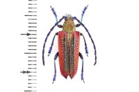 Oxypeltus quadrispinosus