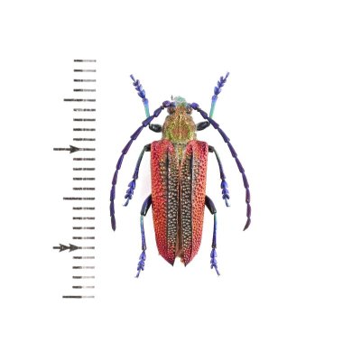 画像1: Oxypeltus quadrispinosus